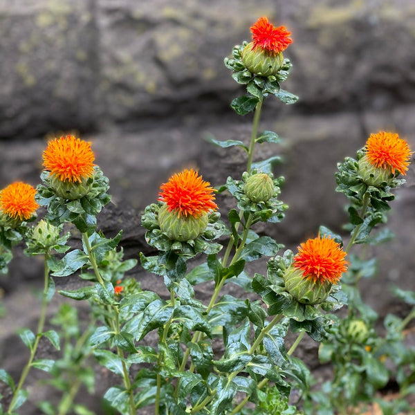 鎌倉の紅花と衣紋掛け【くらしのこよみ友の会より】 – 木下着物研究所